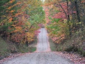 dirt road with trees and fall colors