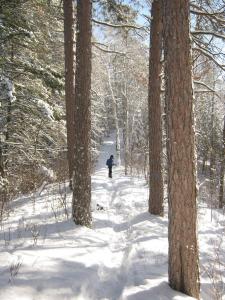 photo of trees and snow with snowshoer