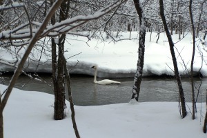 Cruisin' the Fish Hook River