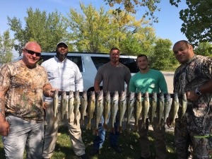 late summer walleyes