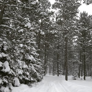 Snowmobile and ski trail report