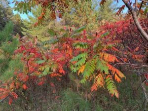 fall sumac - 1